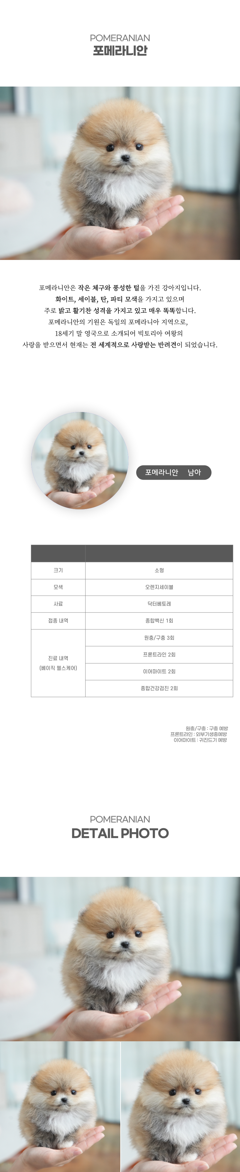 포메라니안_상세이미지_2